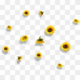 Aesthetic Nichememes Tumblr Flowers Yellow Aesthetic Flower Png