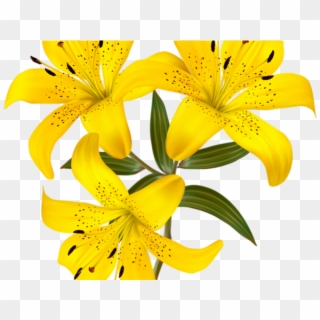 Yellow Lilies Png Clipart Image Yellow Lily Flower Png Transparent