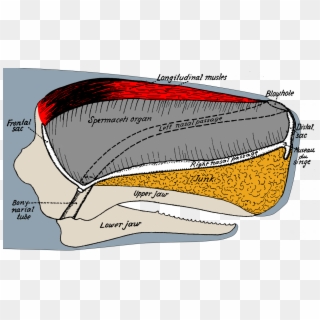 Sperm Whale Head Anatomy - Sperm Whale Anatomy, HD Png Download ...