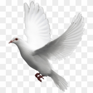 Pigeon Png - Dove Png, Transparent Png - 1750x1991 (#7905) - PinPng