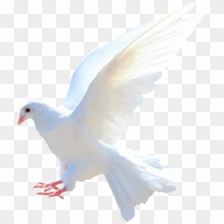 Pigeon Png - Dove Png, Transparent Png - 1750x1991 (#7905) - Pinpng