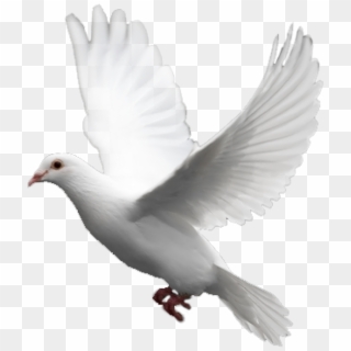 Pigeon Png Free Download - Pigeon Png, Transparent Png - 600x696 (#8687 ...