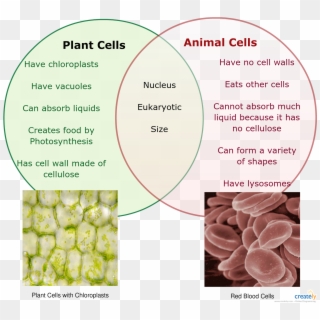 Simple Diagram Of Plant Cell - Plant Vs Animal Cells Simple, HD Png ...