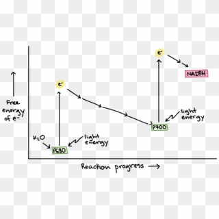 Energy Diagram Of Photosynthesis - Light-dependent Reactions, HD Png ...