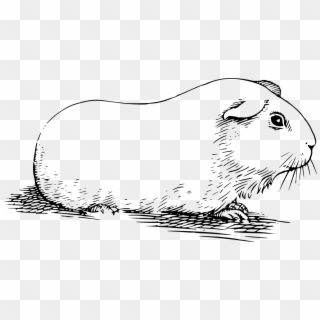 Free Guinea Pig PNG Images | Guinea Pig Transparent Background Download ...