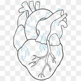 Drawing Of A Human Heart - Step By Step Human Heart Drawing, HD Png Download