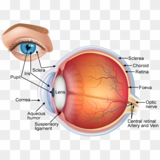 Draw A Neat And - Structure Of Eye With Labelling, HD Png Download