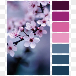 Blues And Pinks Color Palette Cherry Blossom Images, - Purple Cherry ...