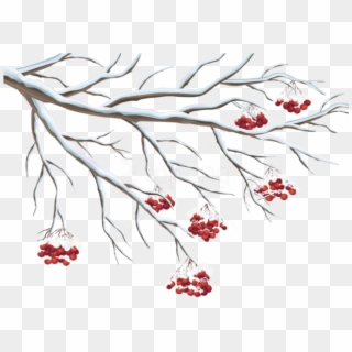 Free Png Snowy Holly Berries Png - Winter Berries Transparent, Png Download