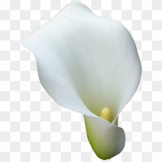 Transparent Calla Lilies Flowers Png Clipart - Calla Lily Flower Png ...