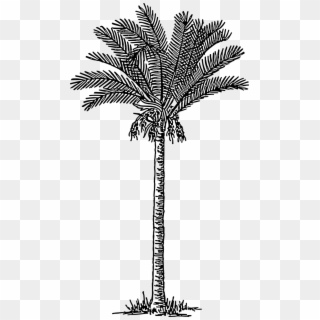 Two Palms On Island - Date Tree Clip Art Black And White, HD Png ...