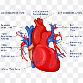 Anatomy Of The Heart And Lungs - Heart And Lungs, HD Png Download ...