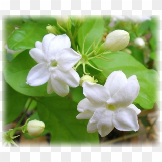 Jasmine Flower Hd Png, Transparent Png - 2268x1419 (#5997863) - PinPng