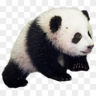 Baby Panda Baby Panda Bear Transparent Background Hd Png Download 4287x2929 Pinpng