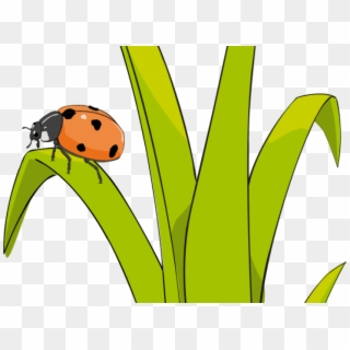 Free Ladybug PNG Images | Ladybug Transparent Background Download - PinPNG