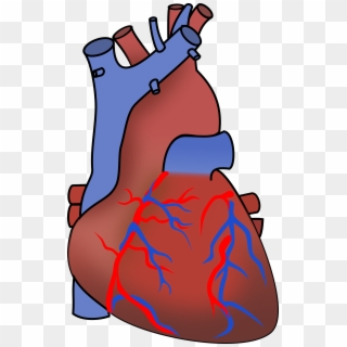 Real Human Heart Free Download Clip Art - Human Body Heart Clipart, HD ...