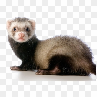 Ferret Png Transparent Image - Domesticated Ferret, Png Download ...