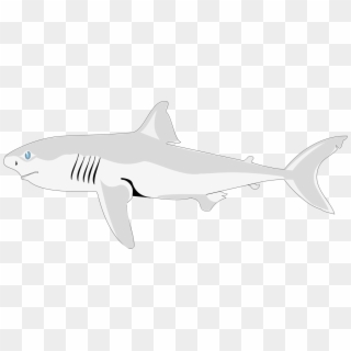 Shark Fish Clipart Png Free Download - Bronze Hammerhead Shark, Transparent Png
