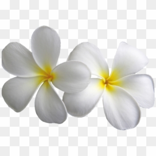 White Flower Clipart Plumeria - Transparent White Flowers Png, Png ...