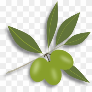 Free Olive Clipart Free Clipart Graphics Image And イラスト 素材 フリー オリーブ Hd Png Download 2400x2439 Pinpng