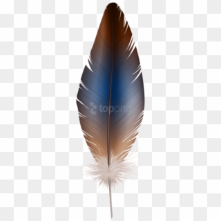 Free Feather Transparent PNG Images | Feather Transparent Transparent ...