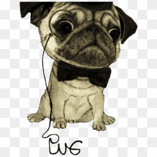 Free Pugs Png Images Pugs Transparent Background Download Pinpng