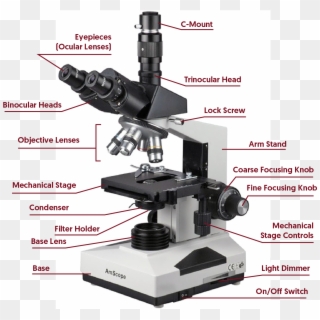 Banner Library Microscope Clipart Compound Light - Inclination Joint In ...