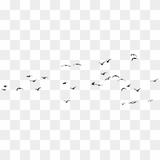 Gulls Png Transparent Picture - Flock Of Seagulls Png, Png Download ...