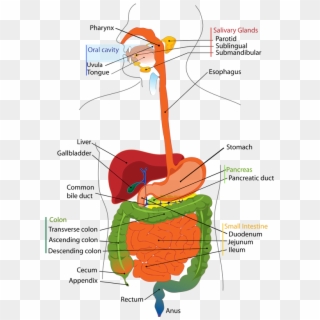 Digestive System Diagram Edit - Digestive System Diagram, HD Png ...