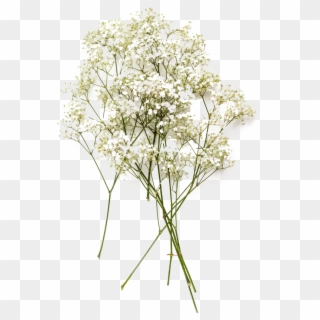 Baby's Breath Flower Png, Transparent Png