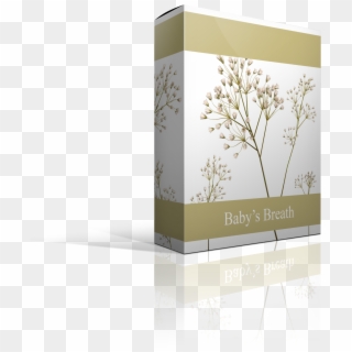 Baby's-breath , Png Download - Cow Parsley, Transparent Png