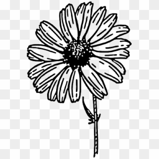 Black Outline Drawing Sketch Flower White Cartoon - Clipart Black And White Daisy, HD Png Download