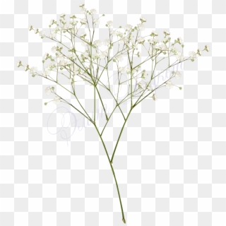 Babys Breath Clipart Dead Hd Png Download 640x480 Pinpng