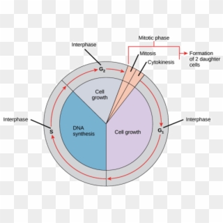 Dna Important To A Cell, Hd Png Download - 960x768 (#5027513) - Pinpng