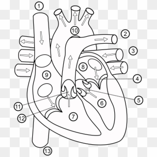 Human Heart Outline At - Outline Heart Diagram, HD Png Download