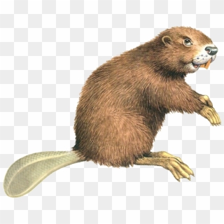Beaver Png - Beaver Clipart, Transparent Png - 861x928 (#1417755) - PinPng