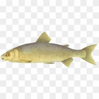 Lake Whitefish Brown Trout Fishing Free Commercial - Trout Fish Clipart, HD Png Download