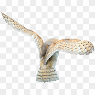 Download Barn Owl Png Clipart - Transparent Background For Barn Owls, Png Download