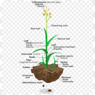 Free Png Labelled Diagram Of Elephant Grass Png Image - Labelled ...