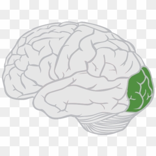 Occipital-lobe - Frontal Lobe Png, Transparent Png - 800x458 (#2380251 ...