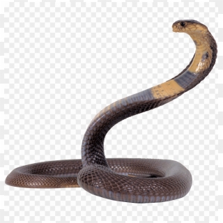 Free Snake PNG Images | Snake Transparent Background Download - PinPNG