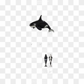 Orca Png - Transparent Killer Whale Png, Png Download - 800x470 ...