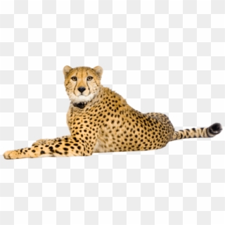 Free Png Download Cheetah Png Images Background Png - Cheetah Png ...