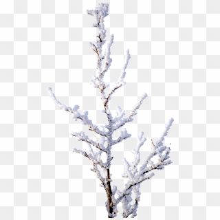 Snowy Branches Png Transparent - Snow, Png Download