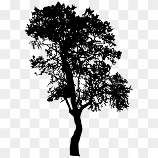 Free Tree Illustration Png Images Tree Illustration Transparent Background Download Pinpng