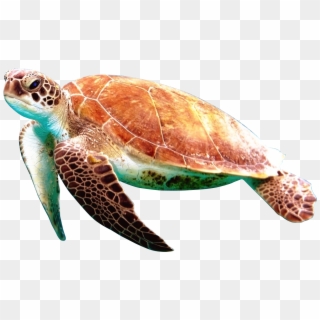 Sea Turtle Minecraft - Minecraft Turtle Png, Transparent Png ...