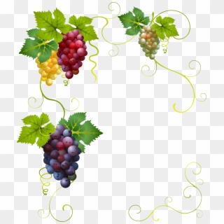 Grapevine clipart. Free download transparent .PNG