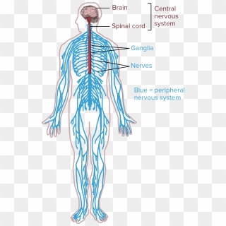 Central And Peripheral Nervous Systems - Human Nervous System Without ...