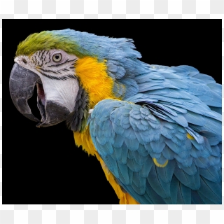 Png Images - Parrot 4k, Transparent Png - 850x720 (#2704777) - PinPng