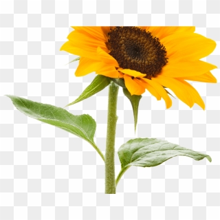 Free Free 281 Transparent Background Realistic Sunflower Svg SVG PNG EPS DXF File